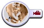 Total Hip Replacement