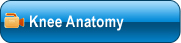Knee Anatomy