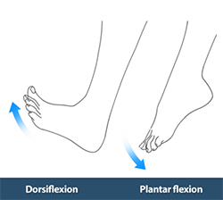 Foot Eversion